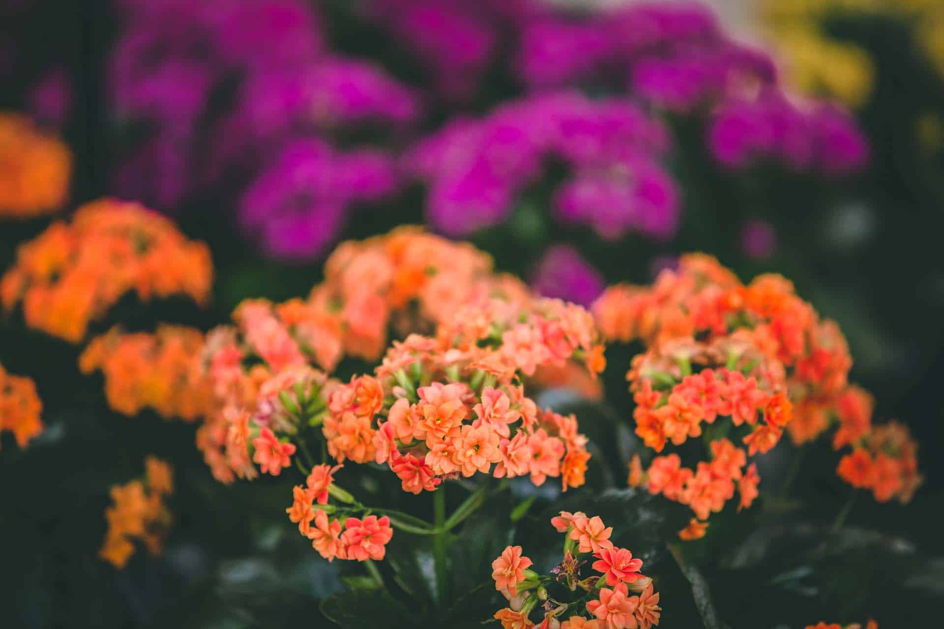 orange and purple Kalanchoe flowers