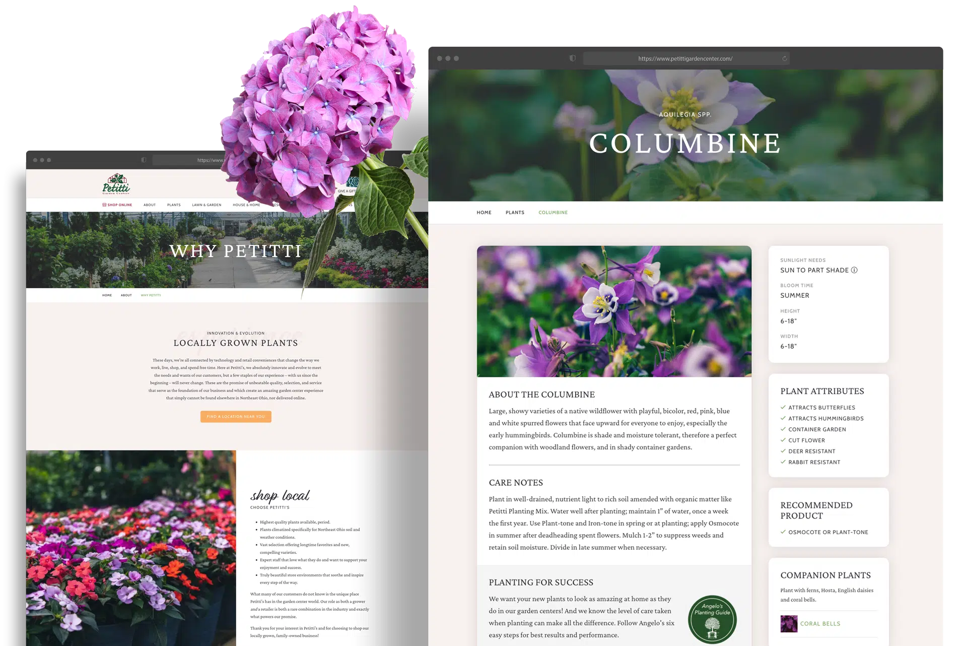 Petitti website design mockup
