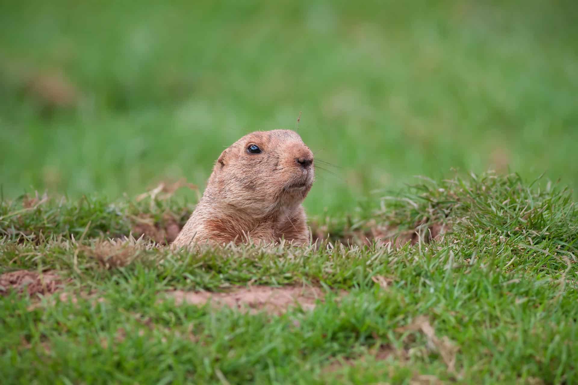 gopher popping out of a hole in the ground